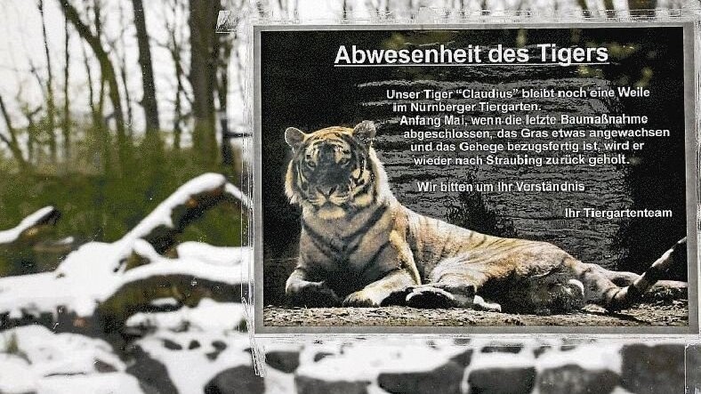 Tiger Claudius, der im Moment noch im Nürnberger Zoo untergebracht ist, bekommt im Tiergarten ein neues Zuhause. Die Tigeranlage wird im Juni eröffnet.