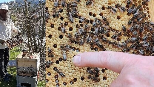 In mehreren Orten im Landkreis Straubing-Bogen ist in diesem Jahr die für Bienen so gefährliche Amerikanische Faulbrut ausgebrochen. Mittlerweile wurde der letzte Sperrbezirk im nördlichen Landkreis aufgehoben.
