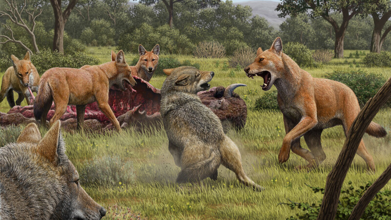 Die Illustration zeigt ein Rudel Canis dirus, die ihre Bisonbeute fressen, während sich ein grauer Wolf (Canis lupus) nähert.