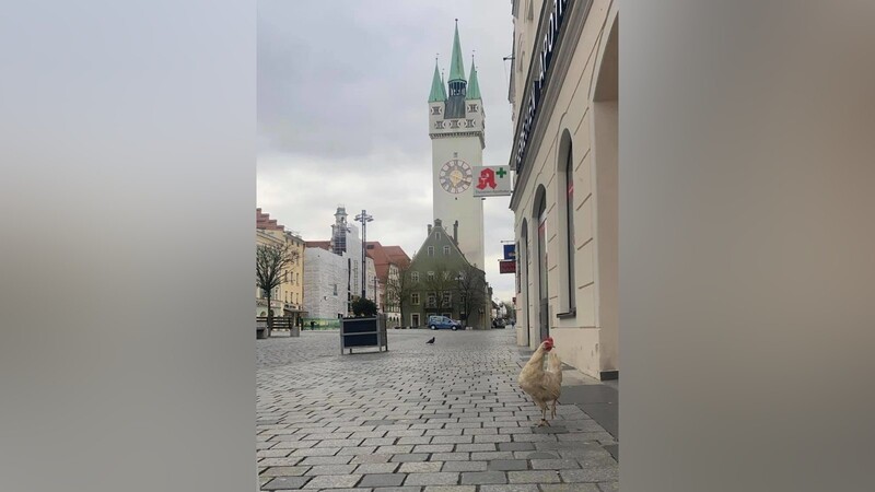 Konkurrenz für den Stadtturm-Gickerl in Straubing? Seit Freitagabend stolzierte ein Huhn über den Stadtplatz. Ein Fall für die Polizei...