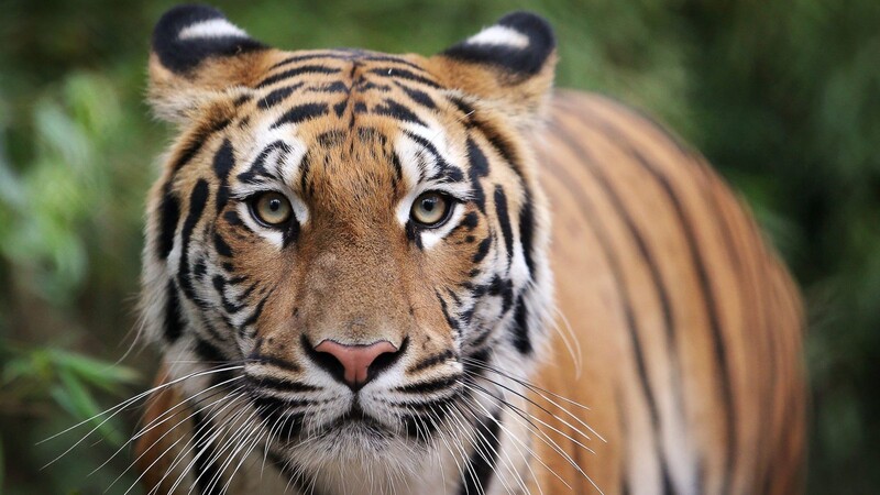 In einem New Yorker Zoo hat sich eine Tiger-Dame mit dem Coronavirus infiziert. (Symbolbild)