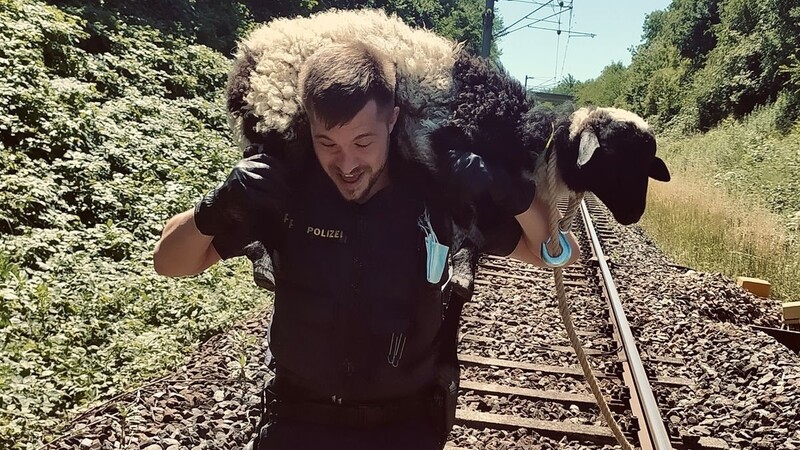 Das undatierte Foto zeigt einen Polizisten, der ein Schaf von den Gleisen trägt.