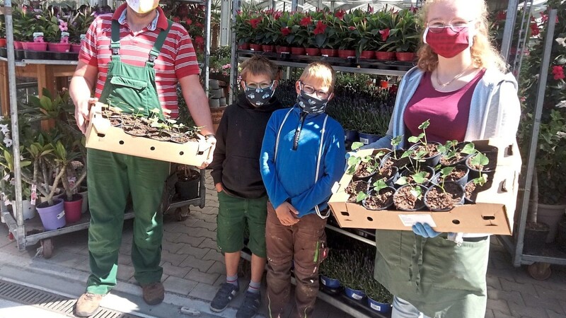 Gärtnermeister Florian Brandner, Matthias und Maximilian Sporrer und eine Gärtnereimitarbeiterin packen die Süßkartoffel-Pflänzchen für die Jugendgruppe "Fexer" ein.
