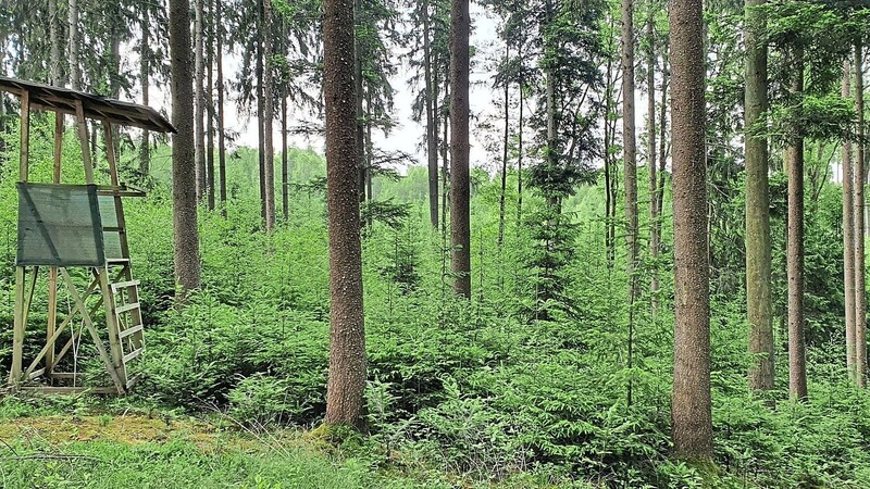 Schon seit Jahrzehnten wird in den gräflichen Wäldern auf stabile Mischwälder geachtet. Die Holznutzung ist die Haupteinnahmequelle des gräflichen Forstamts.