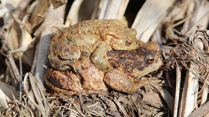 Erdkrötenpaar bei der diesjährigen Wanderung. Das Männchen klammert sich am Rücken des Weibchens fest und wird mit zum Fortpflanzungsgewässer getragen.