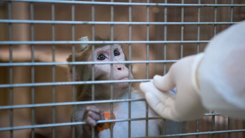 Kaum ein Thema polarisiert mehr als Tierversuche. Am Freitag hat eine Tierschützerin in Regensburg zu einer Mahnwache aufgerufen. (Symbolbild)