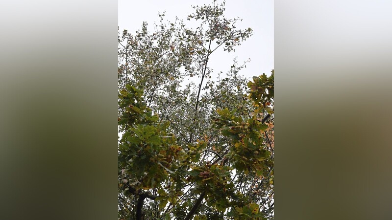 Man erkennt die typisch gebuchten Eichenblätter mit den Früchten und darüber, dem Himmel entgegen, das zarte Laub der Birke.