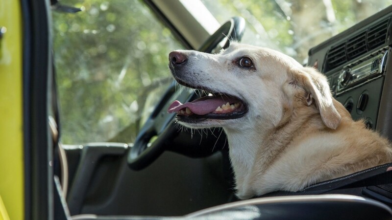 Für einen Hund kann Hitze im Auto schnell zur Gefahr werden. (Symbolbild)