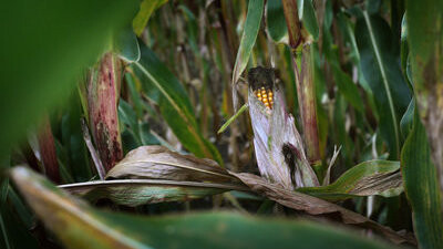 Auf einem Feld in der Gemeinde Arnstorf hat ein Landwirt präparierte Maiskolben gefunden. (Symbolbild)