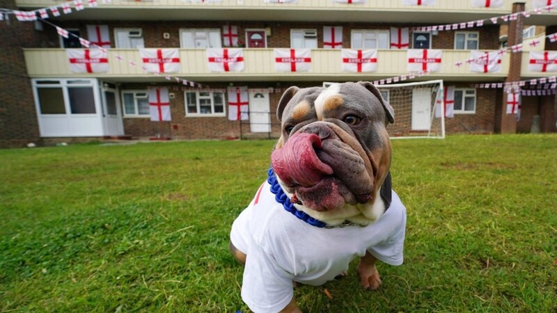 Die Bulldogge "Bruno" von Jade Brooks aus Towfield Court sitzt auf dem Rasen vor einem mit englischen Fahnen geschmückten Gebäude vor dem Finale.