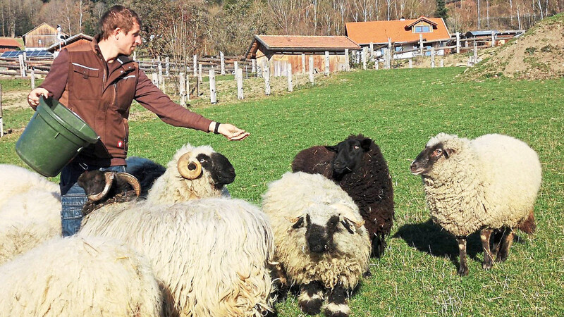 Johannes Jung kümmert sich um die Tiere auf dem Erdlingshof, unter anderem Sarah, das Schaf vom Rattenberger Steinbruch (ganz rechts).