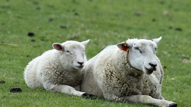 In Osterhofen sind am Dienstag mehrere verendete und verletzte Schafe gefunden worden. (Symbolbild)