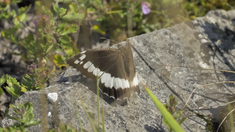 Erst wenn er unvermittelt auffliegt, zeigt der Weiße Waldportier seine markante Flügeloberseite mit dem weißen Augenfleck in der Spitze.