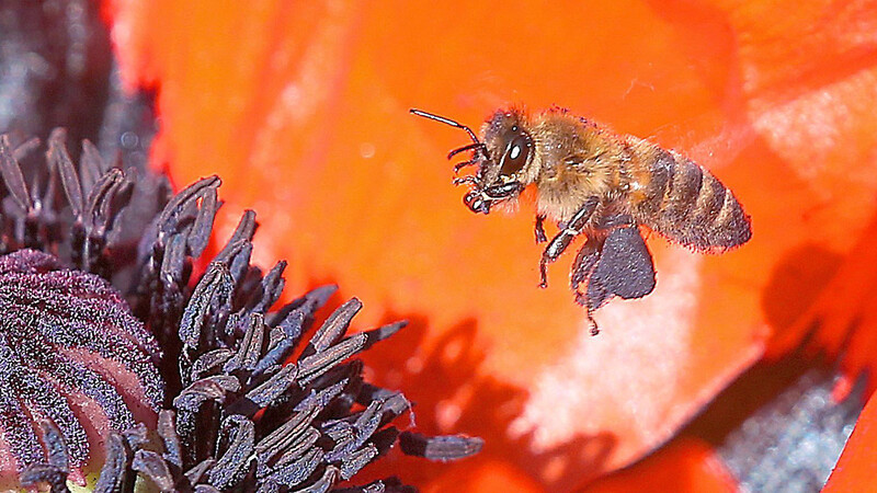 Die nicht im Landtag vertretene ÖDP, die Grünen, der Bund Naturschutz, der Landesbund für Vogelschutz und ihre Unterstützer hatten 2019 das Volksbegehren "Rettet die Bienen" initiiert.