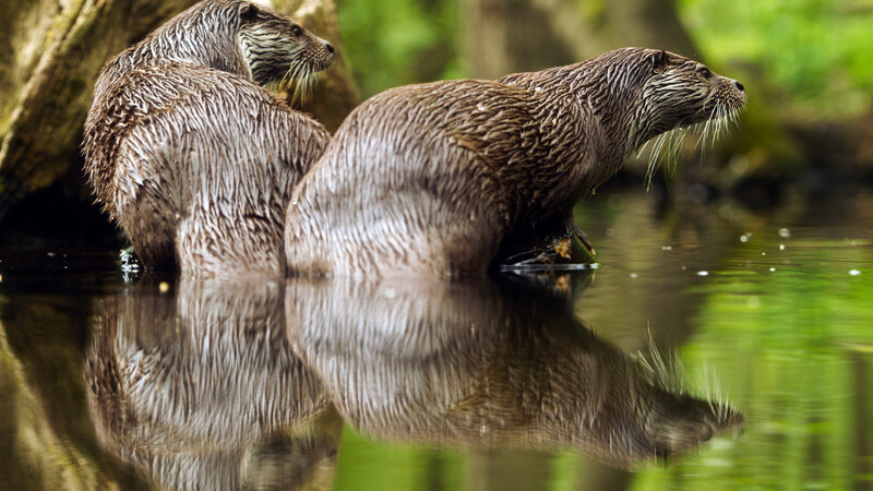 Otter finden Fische lecker bis zur letzten Gräte. (Symbolfoto: Sebastian Kahnert/dpa)