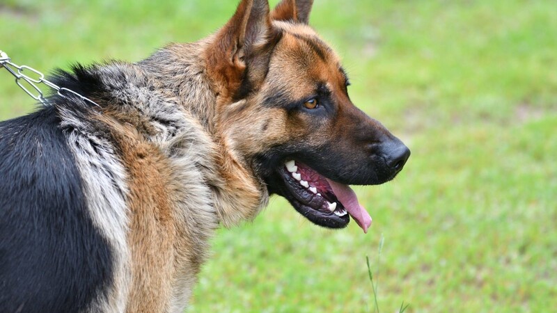 Ein Schäferhund hat eine 32-Jährige Joggerin in Landshut gebissen. (Symbolbild)