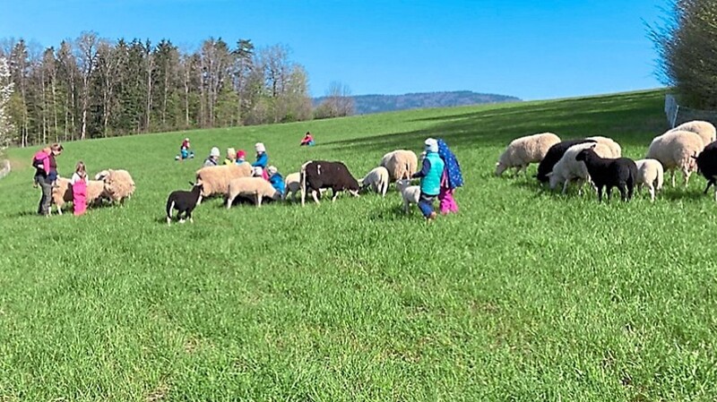 Kinder unter Schafen: Hier konnten sie live beobachten, welche tollen Landschaftsgärtner Schafe sind.