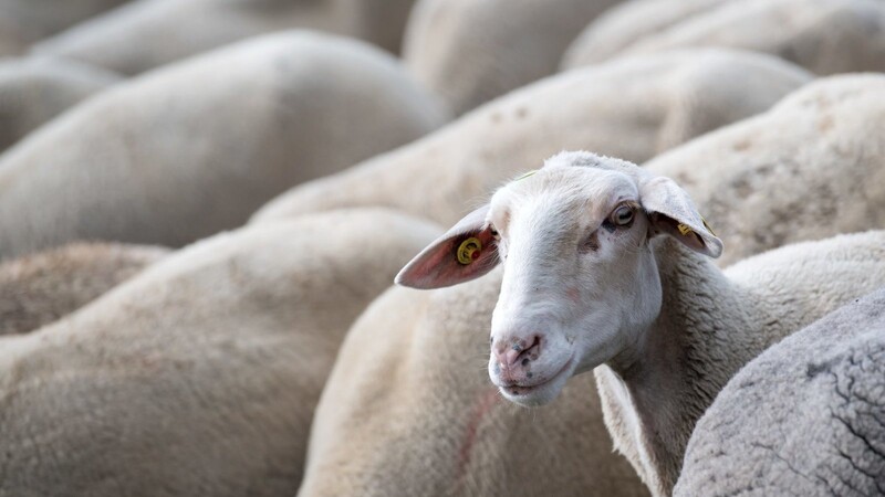 In Kallmünz hat sich am Montag ein Schaf in einem Zaun verfangen. Es wurde von der Polizei befreit. (Symbolbild)