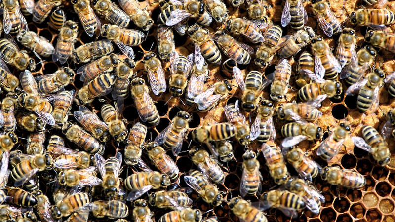 Die Bienen bleiben in diesem Frühjahr lieber im Stock. Draußen ist es ihnen zu nass und zu kalt.