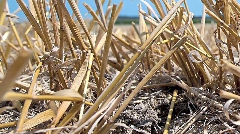 Getreidestoppeln, die eingearbeitet werden, tragen zum Humusaufbau im Boden bei.