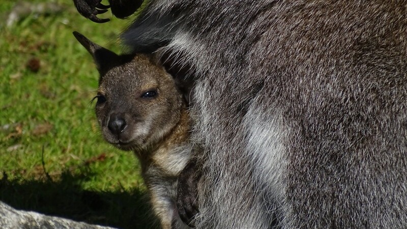 Dem kleinen Bennettkänguru scheint es in dem Beutel der Mutter gut zu gefallen.