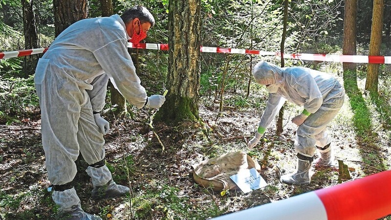Mit Schutzausrüstung im Wald unterwegs: Mitarbeiter des Veterinäramtes nehmen mit einem Wattestäbchen eine Probe des scheinbar infizierten Wildschweins. Bei der Übung war das nur ein Sandsack.