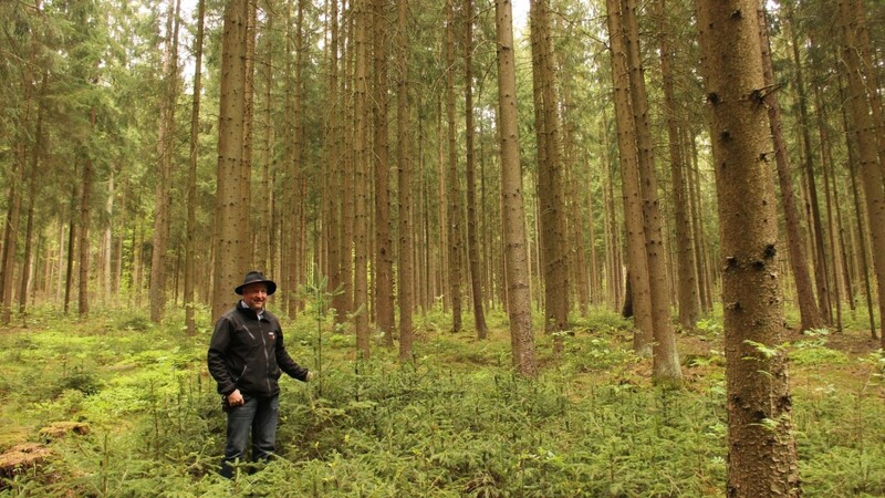 Froh über natürliche Waldverjüngung: Alfons Vogl steht zwischen Tannen und Douglasien.  Fotos: Dreher
