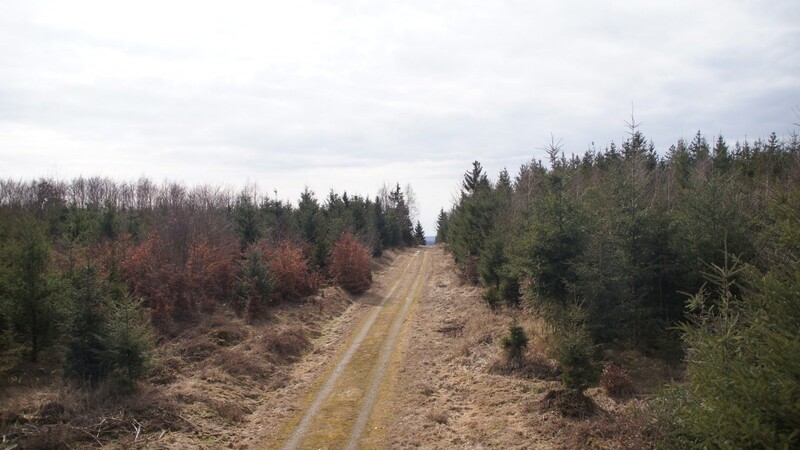 In diesem Waldgebiet bei Wiesent soll ein Steinbruch entstehen.