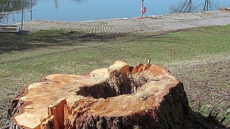Hohl bis ganz hinunter: Dieser Baum am Nandlstädter Waldbad hat aus Sicherheitsgründen gefällt werden müssen, neben etlichen anderen auch.