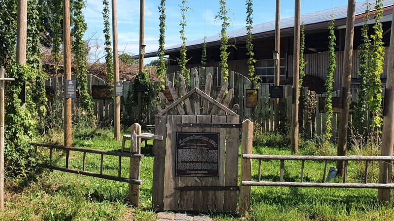 Das Humularium 1920 ist ein Schauhopfengarten, der zeigt, wie der Hopfen vor rund 100 Jahren geerntet wurde.