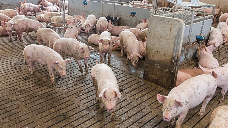 So sieht ein moderner Schweinemastbetrieb aus. Die Schweine können ihren Liegebereich nicht vom Kotplatz trennen. Auf dem harten Betonboden bekommen 90 Prozent der Tiere Beinverletzungen.