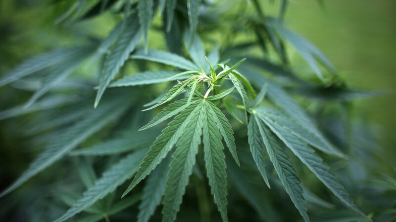 Die Polizei durchsuchte im Landkreis Regen mehrere Wohnungen und fand dabei Cannabis und Co.