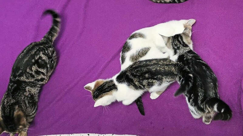 Sechs der sieben Katzen, die vor der Tierarztpraxis ausgesetzt wurden.