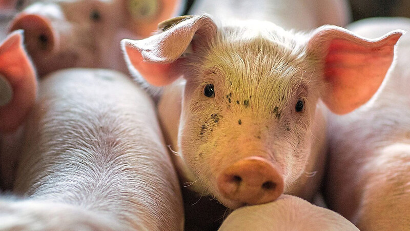 In Bayern gebe es aktuell noch 4 500 schweinehaltende Betriebe - vor 30 Jahren waren es noch 92 000 Betriebe. Das erklärte Willi Wittmann.