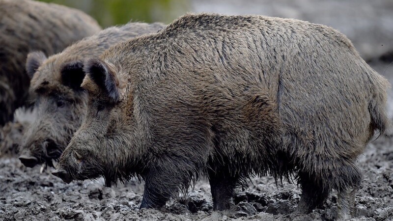 Vielen Wildschweinen wurde in Nachbarländern die Schweinepest nachgewiesen.  Foto: Holger Hollemann/dpa