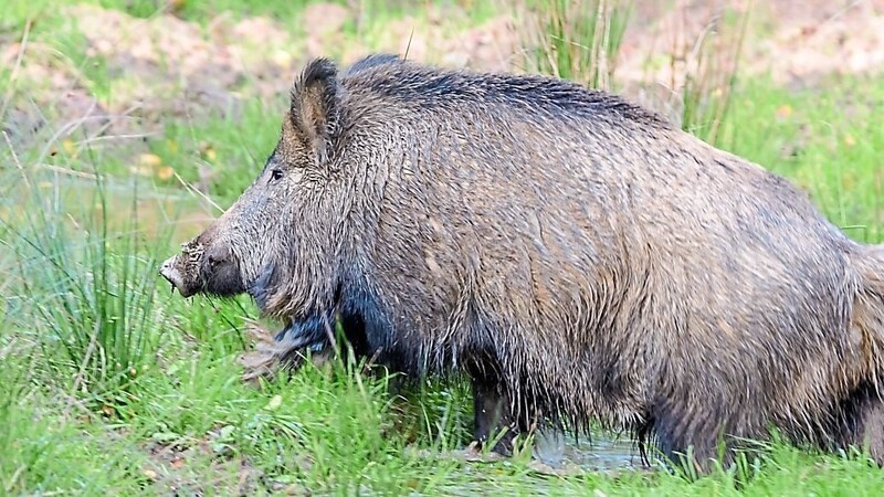 Fleisch vom Wildschwein ist eine Delikatesse. Die Radiocäsium-Messstation der BJV-Kreisgruppe Viechtach garantiert, dass im Umkreis nur genusstaugliches Fleisch abgegeben wird.