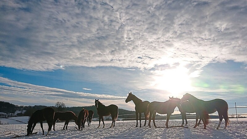 Jungpferde der Fohlenaufzucht Listl genießen die Sonne auf der Winterkoppel in Bogenroith bei Wiesenfelden. In einer tollen Gegenlichtaufnahme festgehalten hat sie Tanja Graf.