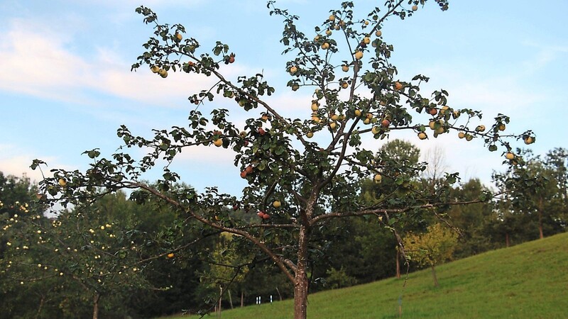 Apfelbäume, die unterhalb des Baugebiets "Am Ruck" in Blossersberg stehen. Auch hier dürfen die Bürger Obst für den Eigenbedarf ernten.