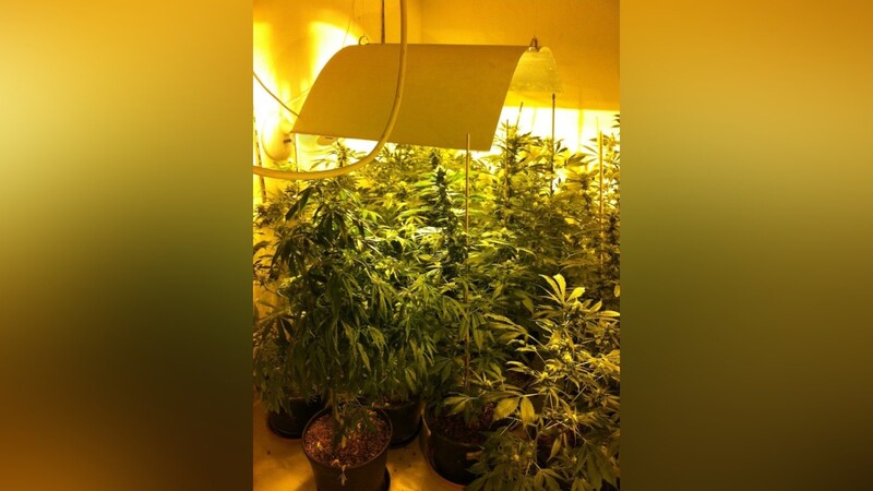 Die Cannabispflanzen wurden professionel angebaut. Foto: Blka