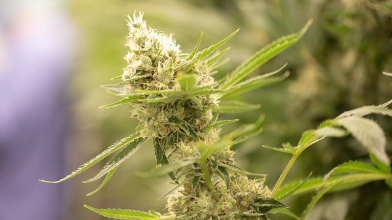 20 bis 30 Gramm Cannabis könnten künftig in Deutschland legal sein - so steht es im Eckpunktepapier der Bundesregierung.
