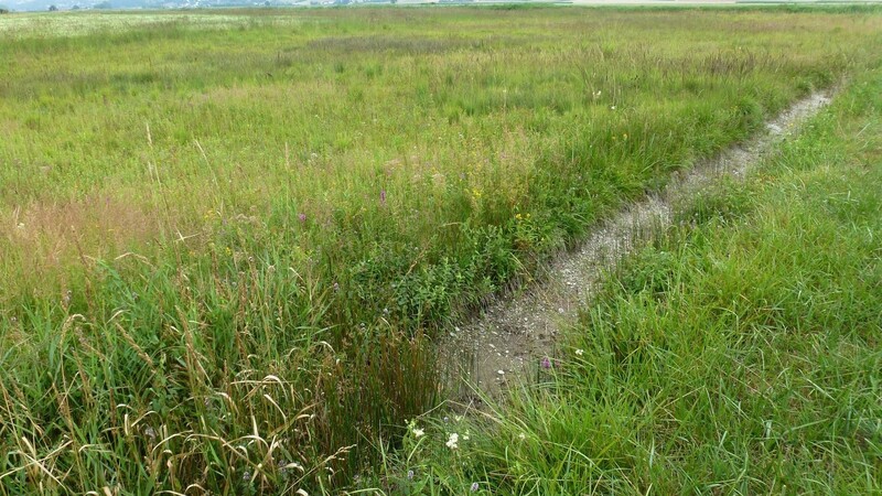 Durch die Entwässerungsgräben im Königsauer Moos trocknet das Niedermoor immer weiter aus.