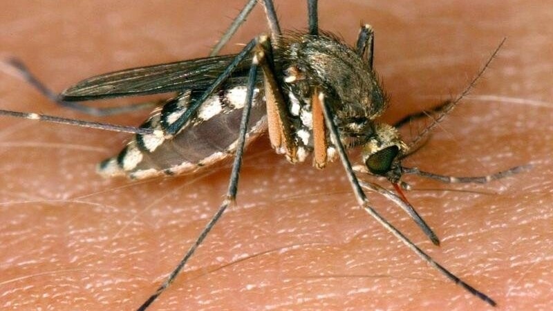Mücken nerven vor allem in einer lauen Sommernacht. (Symbolbild)