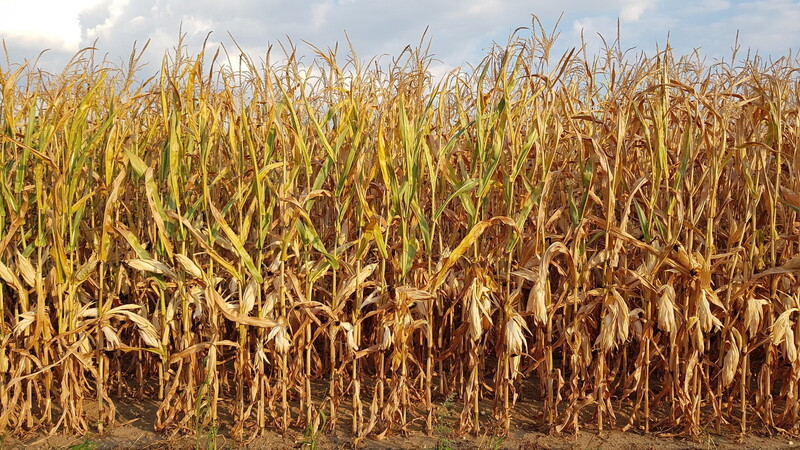 Der Mais ist zwar eine wärmeliebende Pflanze, benötigt aber zur Bildung des Ertrages genügend Niederschläge, die 2018 großflächig fehlten.