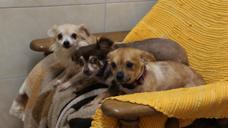 Diese Chihuahuas wurden gemeinsam mit 22 Artgenossen und weiteren Tieren erst im August aus einer kleinen Wohnung im Kreis Straubing-Bogen gerettet und ins Tierheim Straubing gebracht.