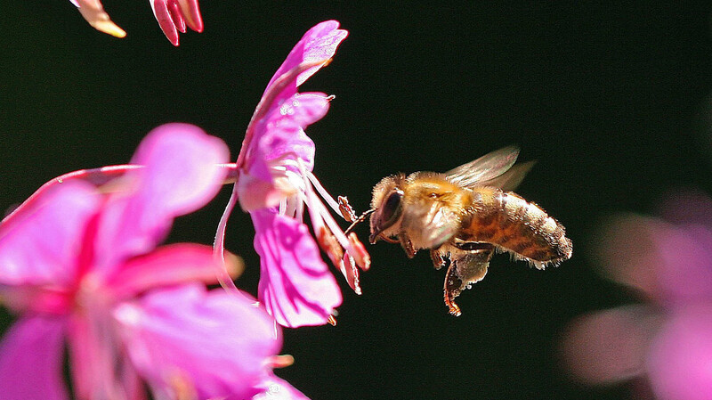 Ein Weidenröschen bietet den Bienen Pollen und Nektar an. Gefüllte Blüten von Dahlien und Rosen, aber auch mancher Tulpen und Narzissen bringen den Bienen dagegen nichts. Zugunsten der Optik haben viele gezüchtete Blumen zurückgebildete oder keine Staubblätter - und damit keine Pollen und keinen Nektar.