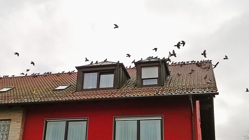 Tauben-Plage im Straubinger Osten: So wie hier bevölkern Dutzende verwilderte Haustauben Dächer und Gärten. Anwohner fürchten um ihre Gesundheit und fordern von der Stadt die Durchsetzung der Tauben-Verordnung.