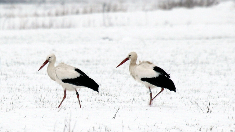 Selbst von einer geschlossenen Schneedecke lässt sich das Storchenpaar nicht groß beeindrucken.