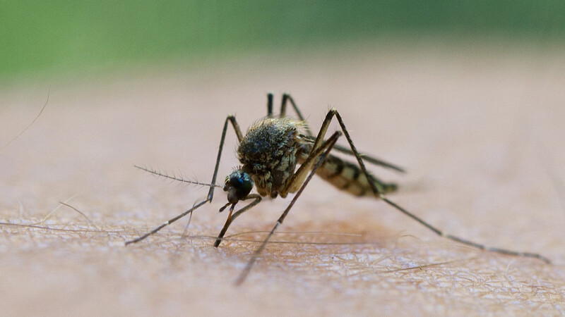 So sieht eine "normale" Stechmücke aus. Eine Art, die laut Mückenatlas des Naturwissenschaftlichen Vereins recht häufig in Landshut vorkommt, ist beispielsweise Aedes sticticus.
