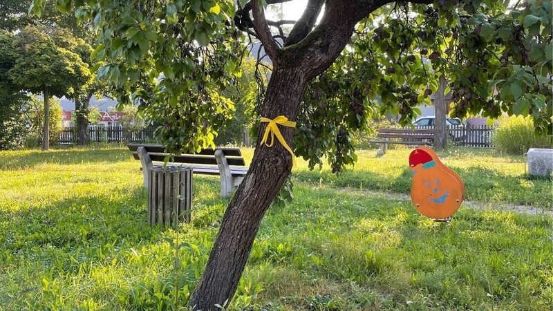 Von Obstbäumen, die mit einem gelben Band markiert sind, wie im Gemeinschaftsgarten an der Nikolaigasse, darf genascht werden.