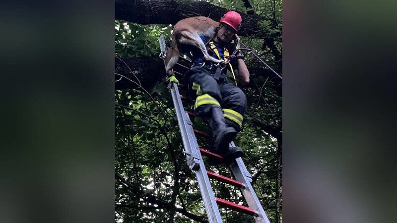Die Feuerwehr Landshut musste am Sonntag einen Hund und sein Herrchen von einem Baum retten.
